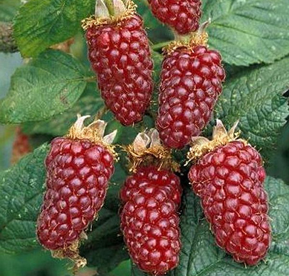 Ежемалина 'Тайберри'